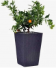  () Keter Rattan Planter